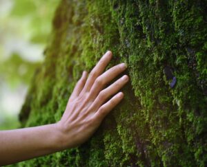 Certification PEFC Archea s'engage dans la durabilité